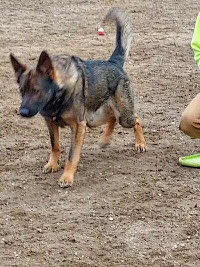 Standish Dog Park - Standish,