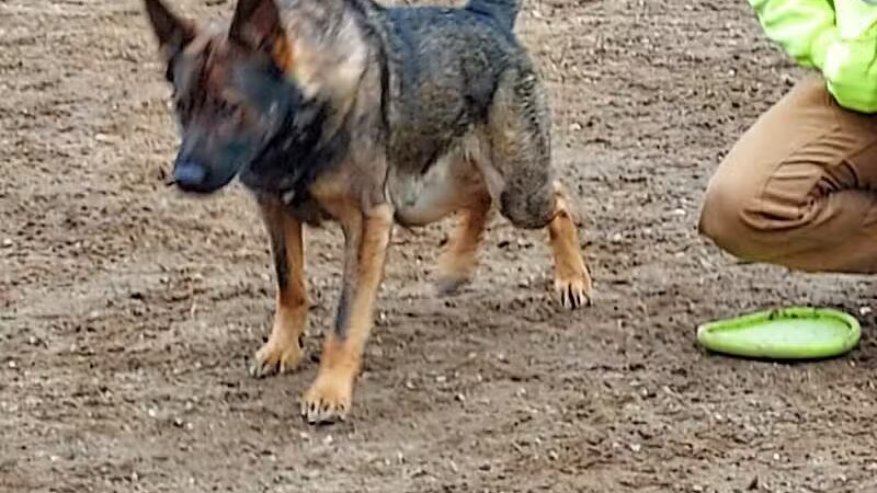 Standish Dog Park - Standish,