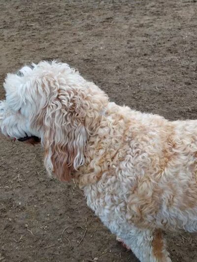 Standish Dog Park - Standish,