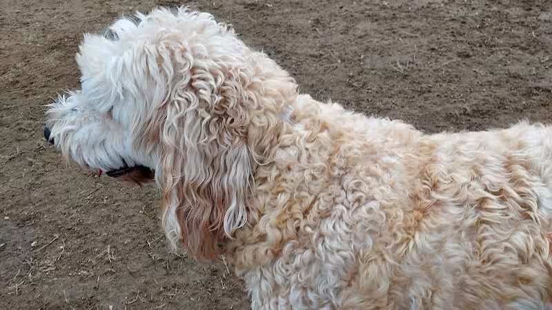 Standish Dog Park - Standish,