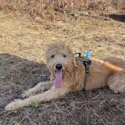 Standish Dog Park - Standish,