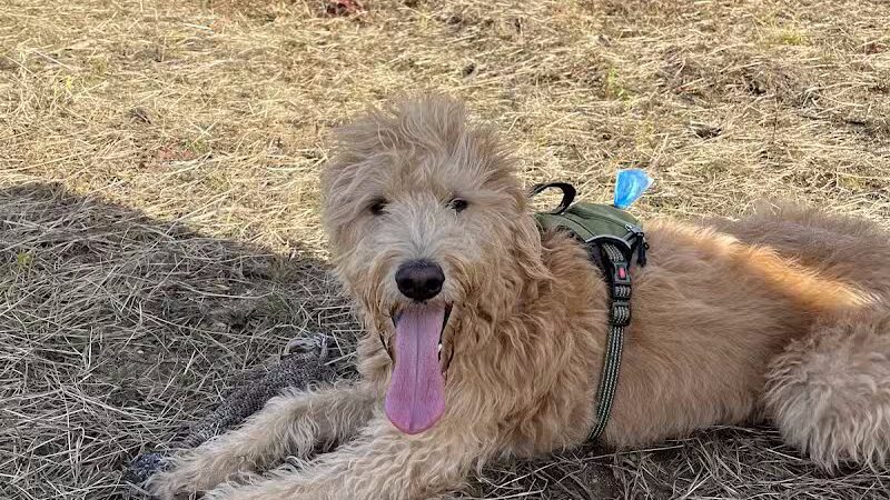 Standish Dog Park - Standish,