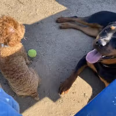 Standish Dog Park - Standish,