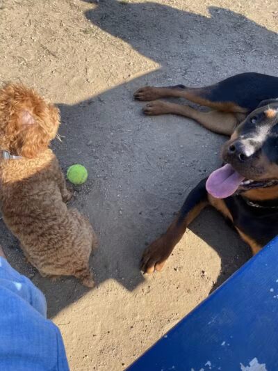 Standish Dog Park - Standish,