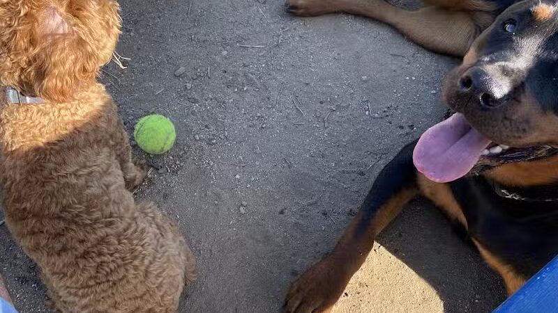 Standish Dog Park - Standish,