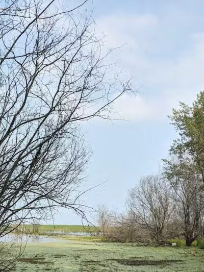 Standish Nature Preserve - Standish,