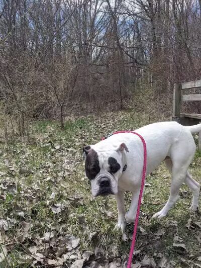 Standish Nature Preserve - Standish,