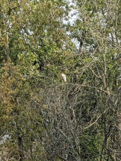 Standish Nature Preserve - Standish,