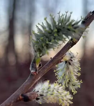 Standish Nature Preserve - Standish,