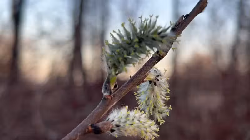 Standish Nature Preserve - Standish,
