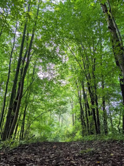 Standish Nature Preserve - Standish,