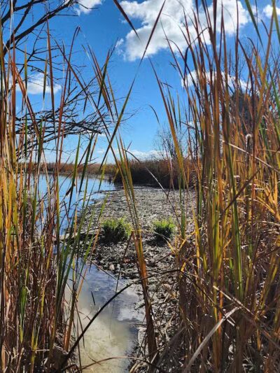 Standish Nature Preserve - Standish,