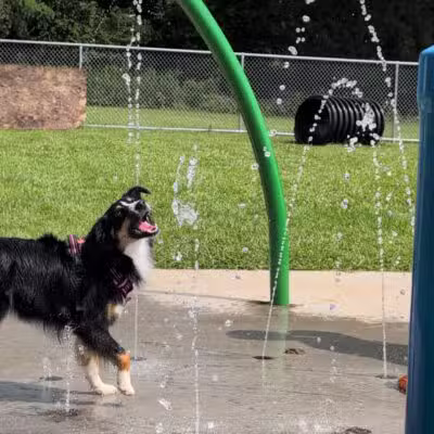 Bailey’s Legacy Dog Park - Stanley, VA