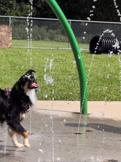 Bailey’s Legacy Dog Park - Stanley, VA