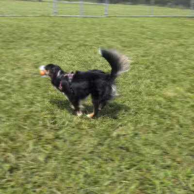 Bailey’s Legacy Dog Park - Stanley, VA