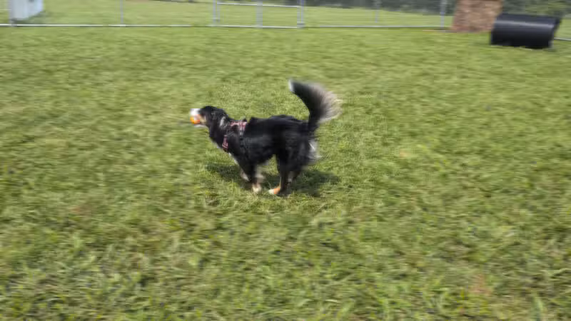 Bailey’s Legacy Dog Park - Stanley, VA