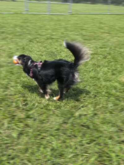 Bailey’s Legacy Dog Park - Stanley, VA