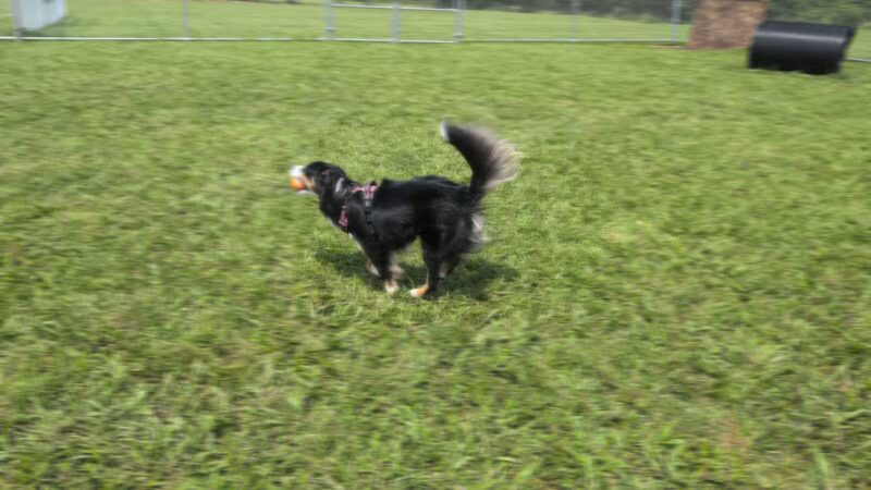 Bailey’s Legacy Dog Park - Stanley, VA