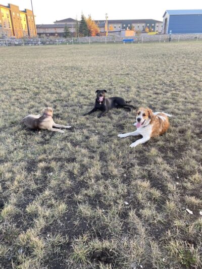 Dog Park - Stanley, ND