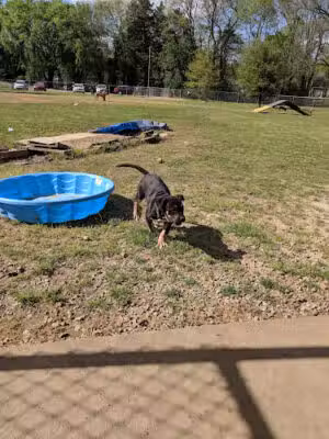 Starkville Dog Park - Starkville, MS