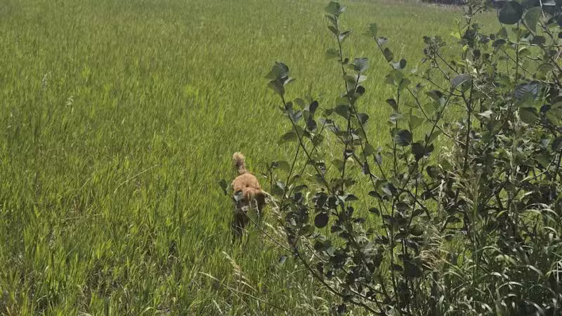 Rita Valentine Dog Park - Steamboat Springs, CO