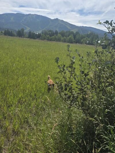 Rita Valentine Dog Park - Steamboat Springs, CO