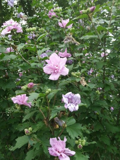 Sterling Playground, no pets allowed. (Including dogs) - Sterling, CT