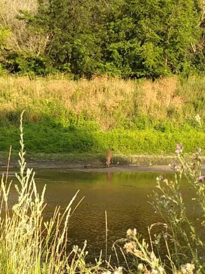 Baumgartner Park - Sterling Heights,