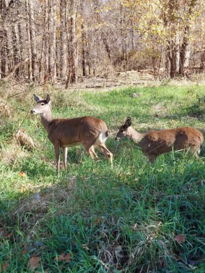 Clinton River Park North - Sterling Heights,