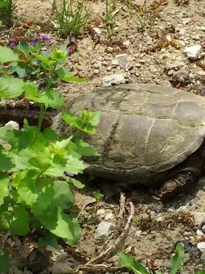 Clinton River Park North - Sterling Heights,