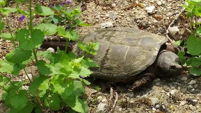Clinton River Park North - Sterling Heights,