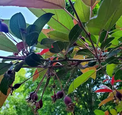 Farmstead Park - Sterling Heights,