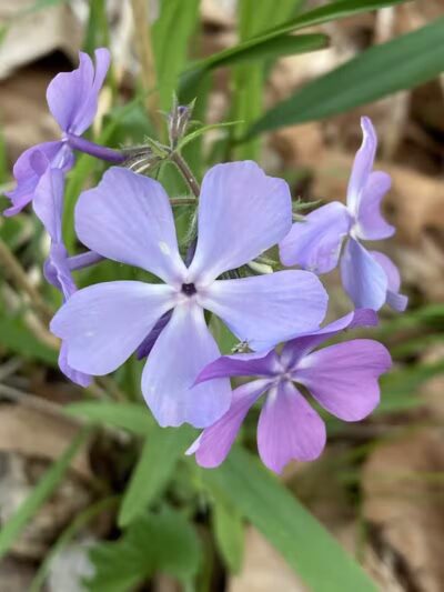 Gerald N Donovan Park (formerly Jaycee Park) - Sterling Heights,