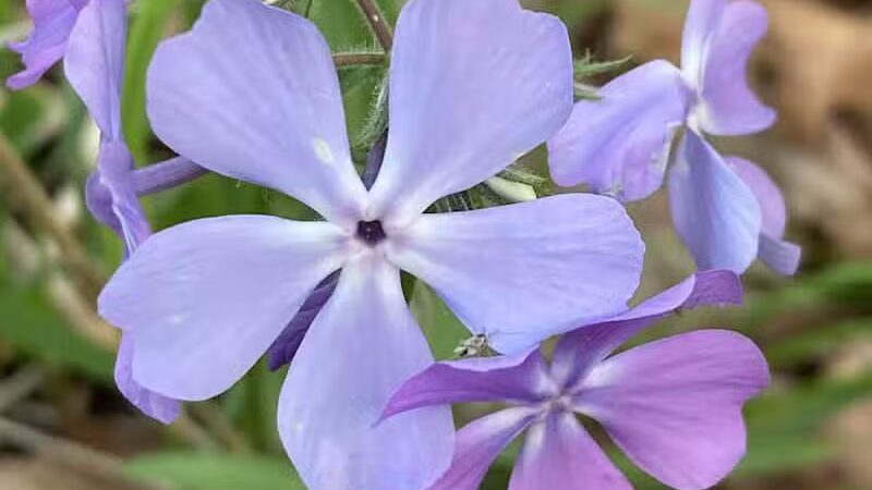 Gerald N Donovan Park (formerly Jaycee Park) - Sterling Heights,