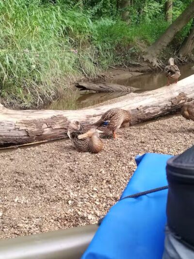 Gerald N Donovan Park (formerly Jaycee Park) - Sterling Heights,