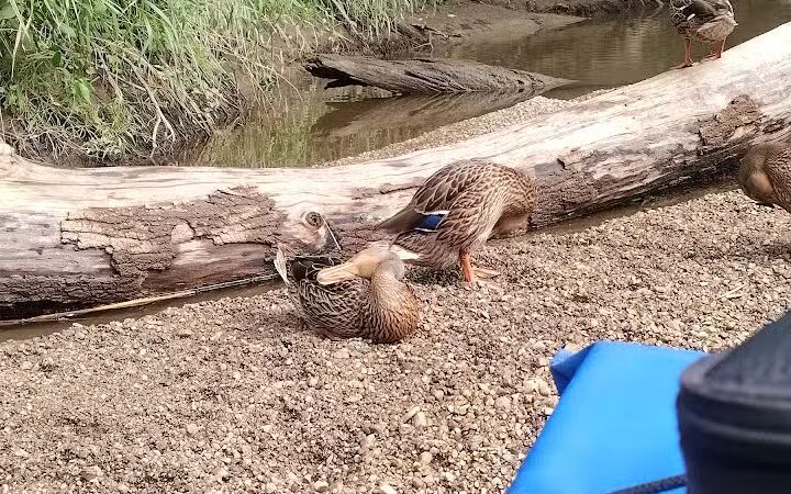 Gerald N Donovan Park (formerly Jaycee Park) - Sterling Heights,