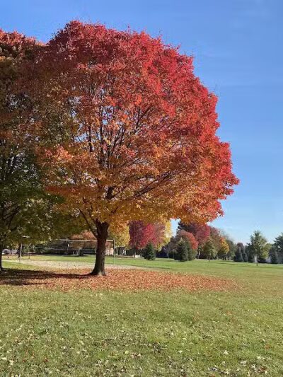 Imus Park - Sterling Heights,