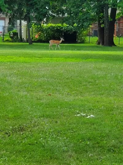 Imus Park - Sterling Heights,