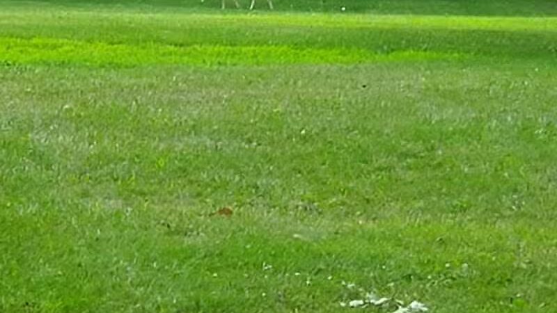 Imus Park - Sterling Heights,