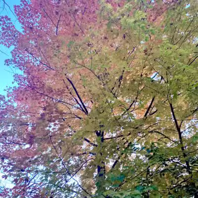 James C Nelson Park - Sterling Heights,