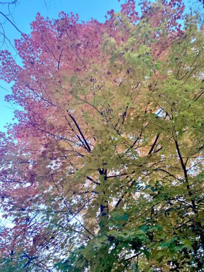 James C Nelson Park - Sterling Heights,