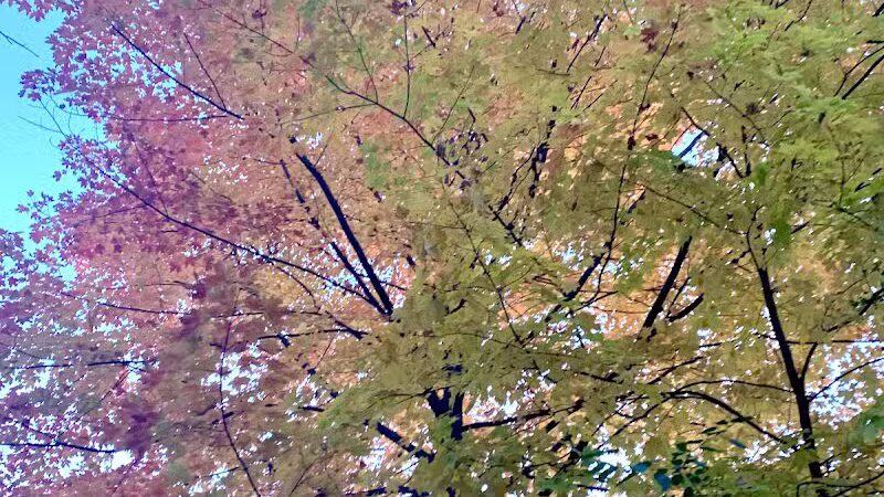 James C Nelson Park - Sterling Heights,