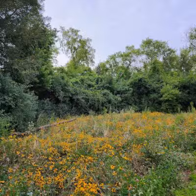 James C Nelson Park - Sterling Heights,