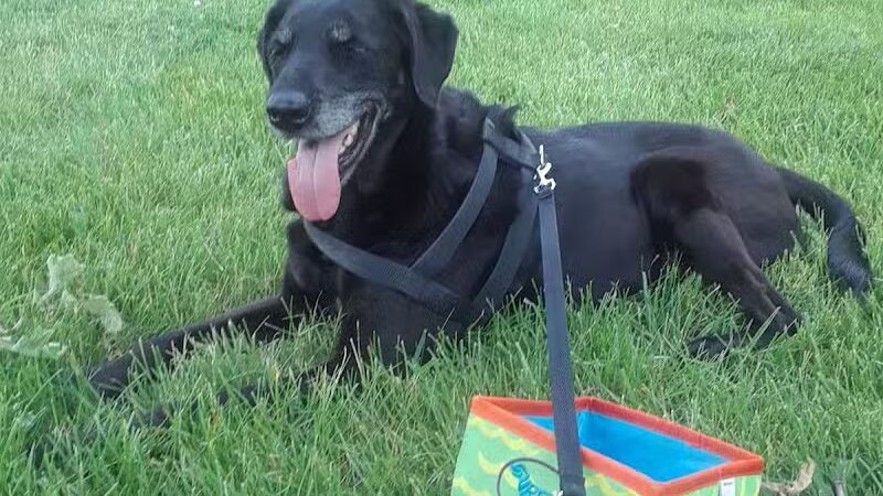 James C Nelson Park - Sterling Heights,