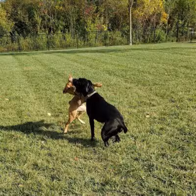 Joseph Delia Park, Tennis Court and Dog Park - Sterling Heights,