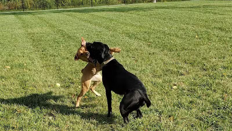 Joseph Delia Park, Tennis Court and Dog Park - Sterling Heights,