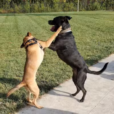 Joseph Delia Park, Tennis Court and Dog Park - Sterling Heights,