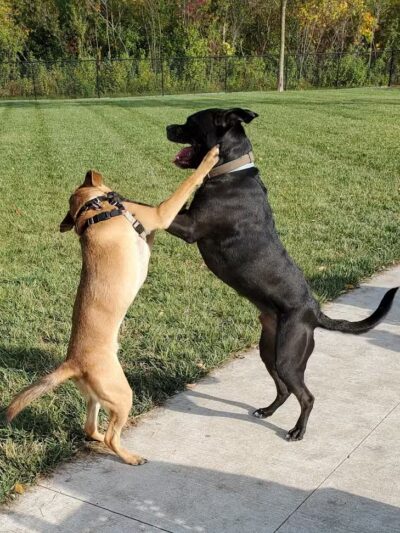 Joseph Delia Park, Tennis Court and Dog Park - Sterling Heights,