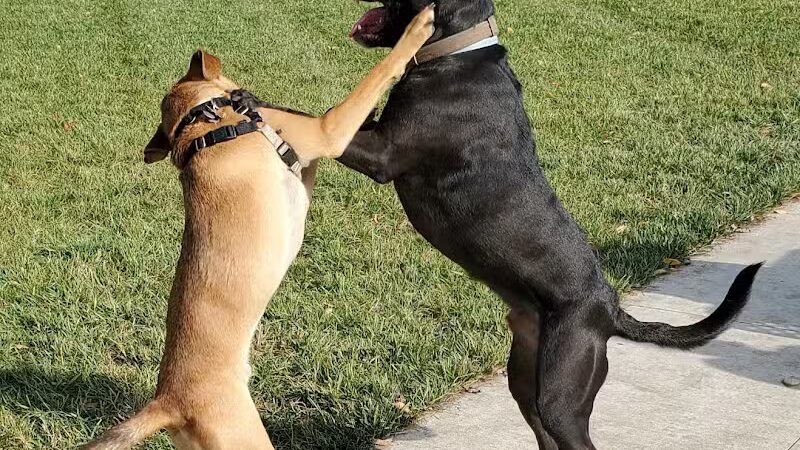 Joseph Delia Park, Tennis Court and Dog Park - Sterling Heights,