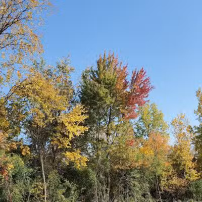 Joseph Delia Park, Tennis Court and Dog Park - Sterling Heights,